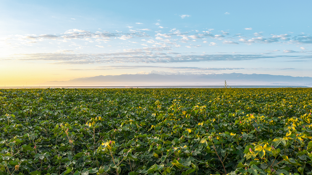 一朵棉花如何改变荒漠，也支撑起全球数亿人的生活？