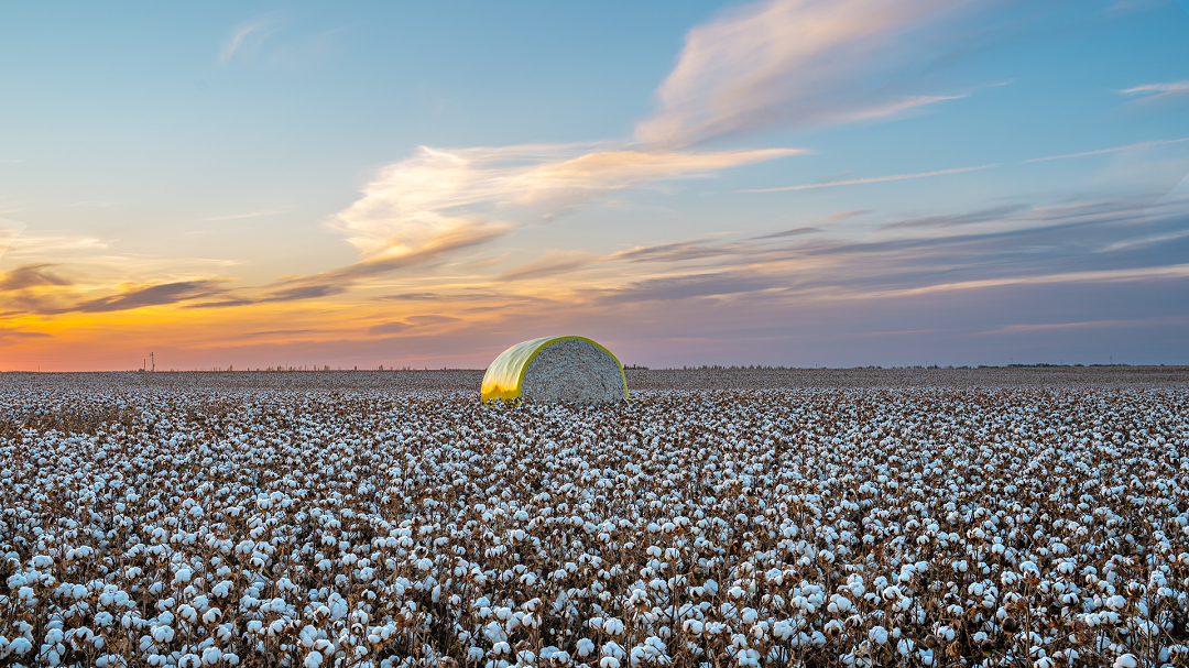 一朵棉花如何改变荒漠，也支撑起全球数亿人的生活？