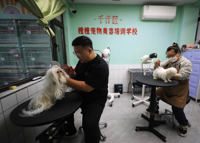 辽宁鞍山：宠物经济助力城市多元发展