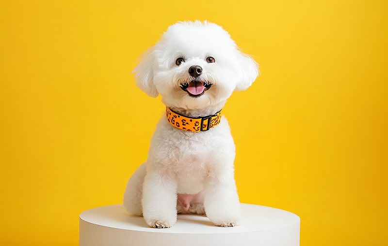 撸狗能够治疗网瘾？“爪爪疗愈师”“破冰”孤独症