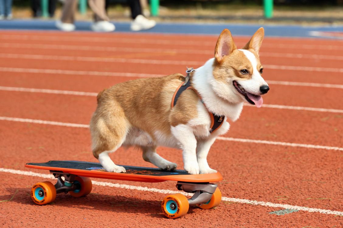 异宠萌宠齐登场，宠物嘉年华萌翻全场