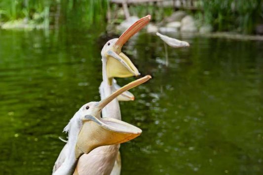 4513b7349382968583ec263ad5624aa1