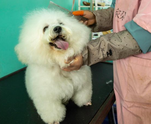 从c到萌宠之都 皖北宿州“掘金”宠物经济