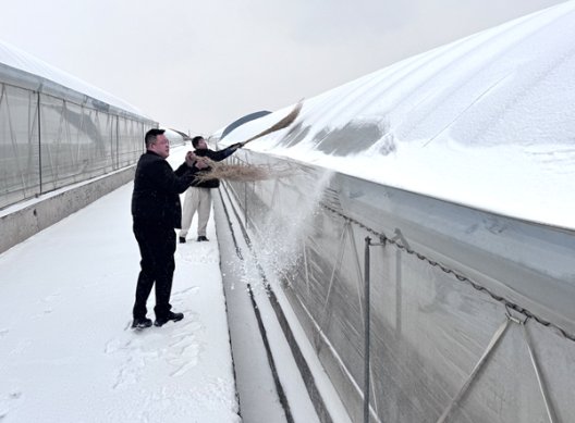 图1：查看苗棚积雪厚度_副本02.jpg
