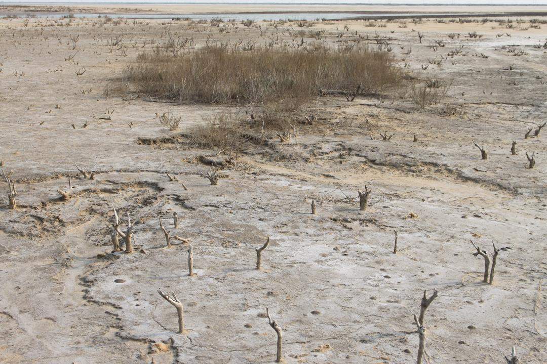 全国两会，山东代表团重点推介！东营“鸟浪”从刷屏热搜到生态金名片