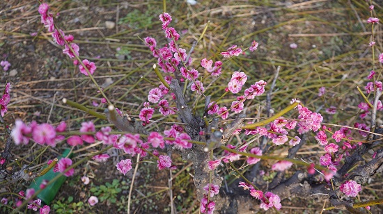 临沭县大兴镇:梅花开 修剪忙