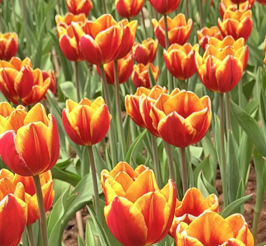 迎省运 上春山 万名登山爱好者齐聚天蒙 共赴春日山水之约