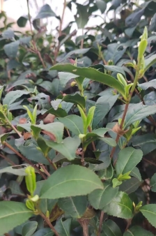 b11a4463aaa6436854f9a061b1c312b7