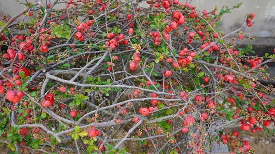 �����ش������Ի����չ��ϡ������ӡ�