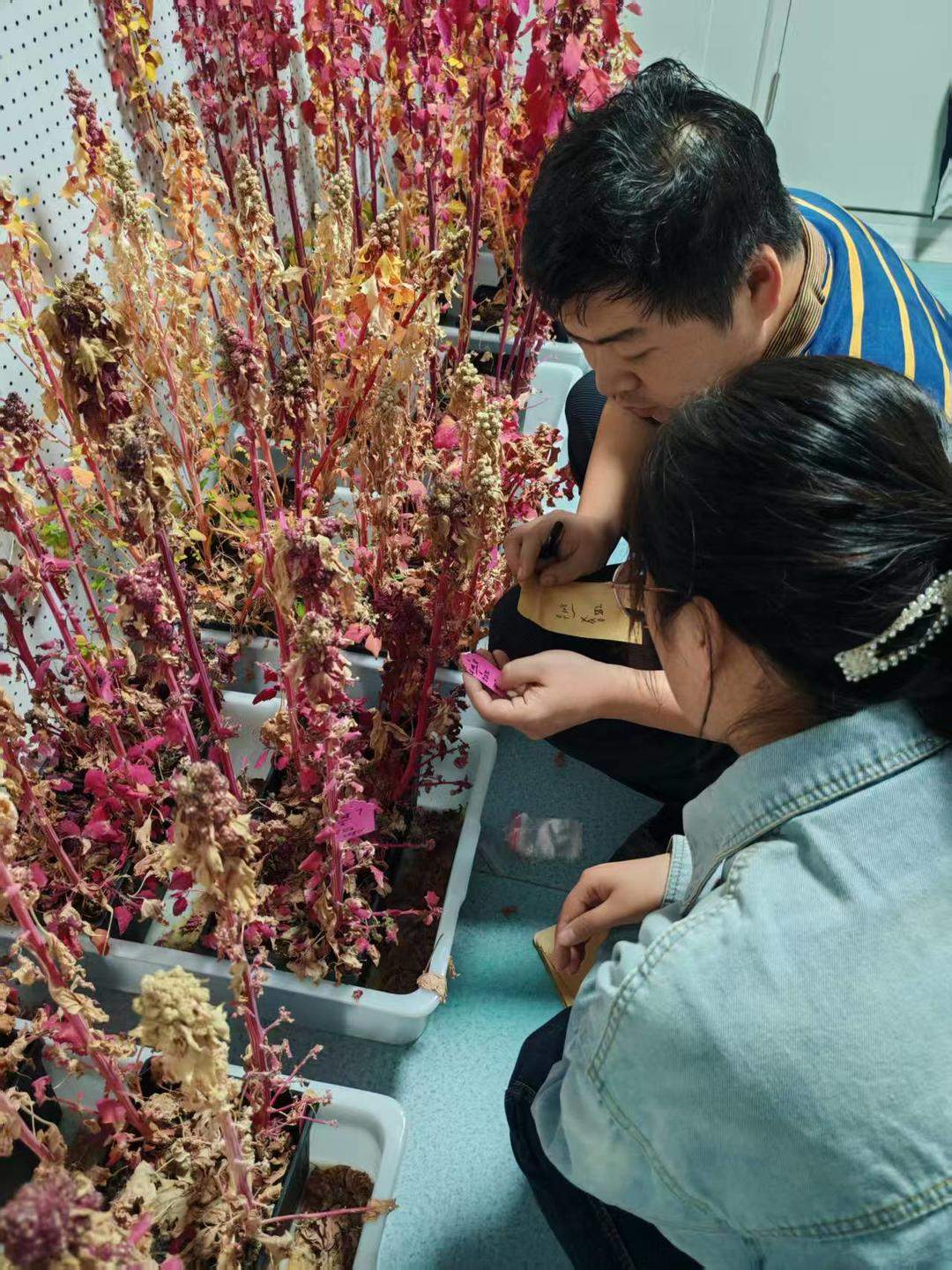 藜麦“走下山”扎根黄三角盐碱地