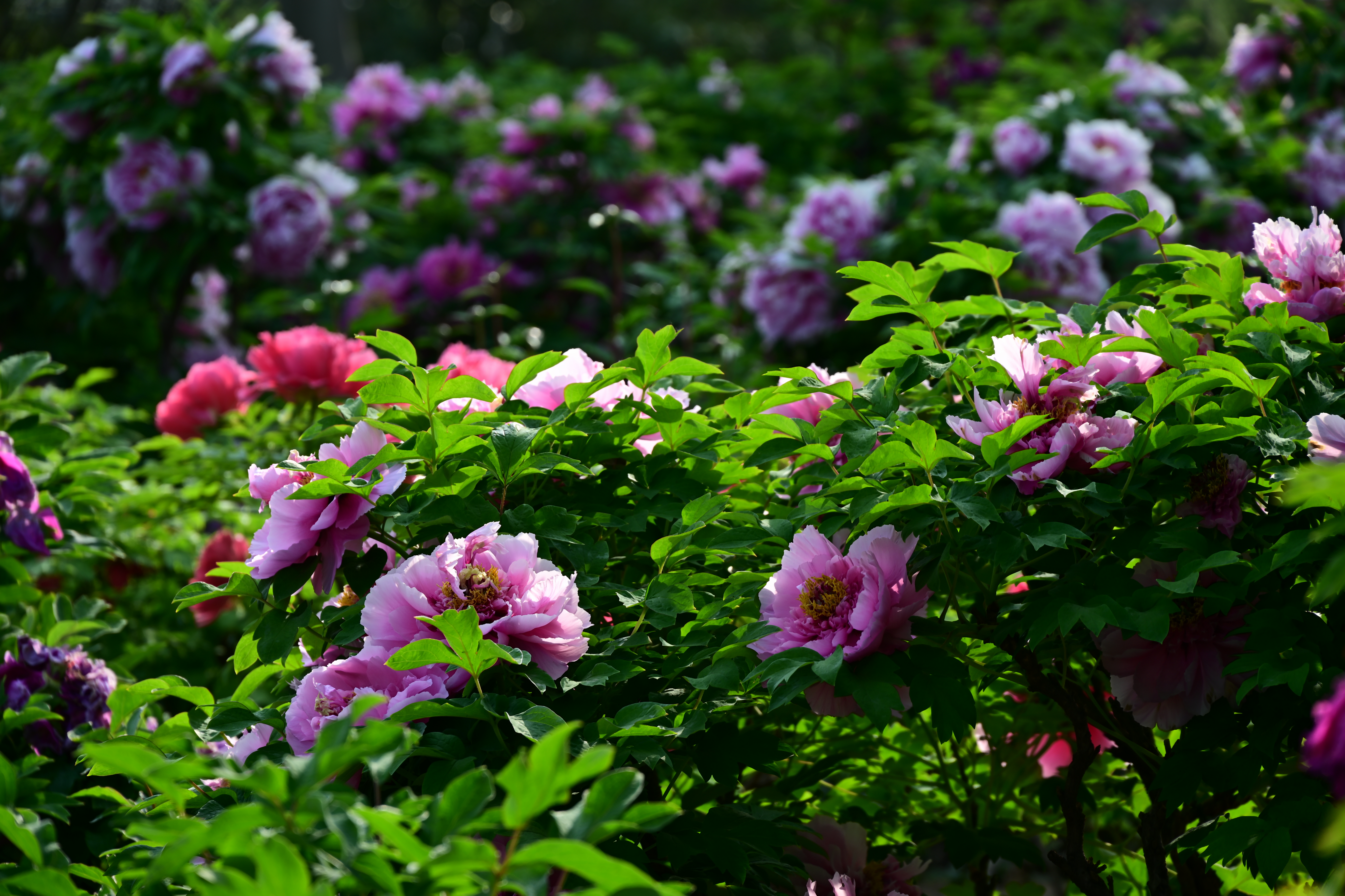 济南泉城公园牡丹盛放