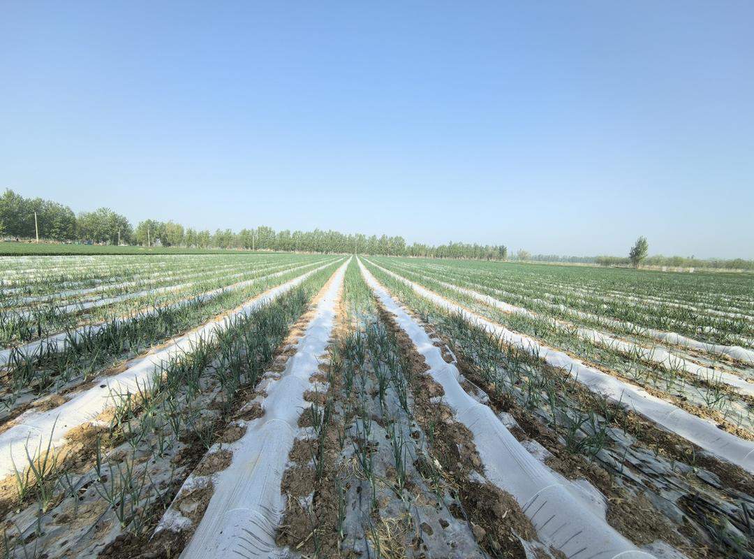 新农人有新思路！甘蔗地里玩起“混搭风”