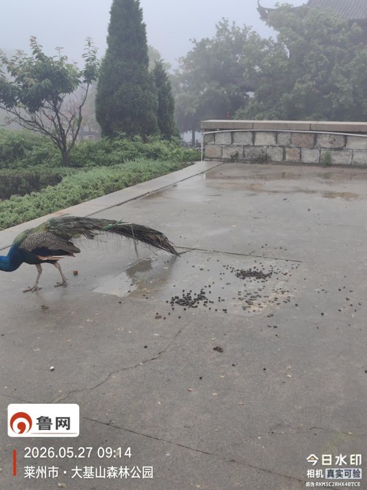 动物粪便