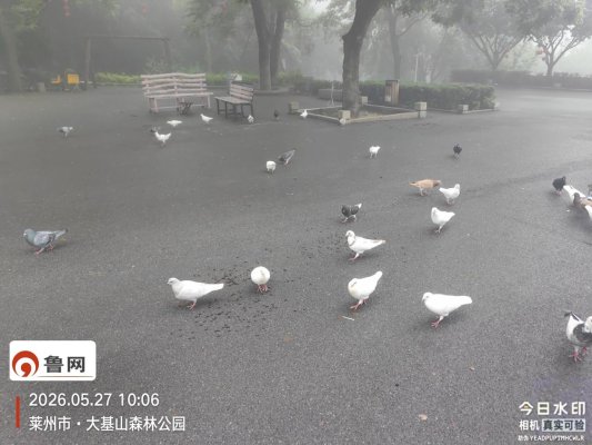鸽子广场粪污依旧