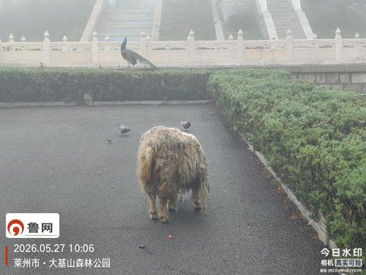 满身污垢的羊