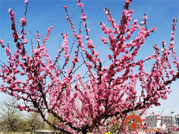 汶源街道别样的桃花节开幕式