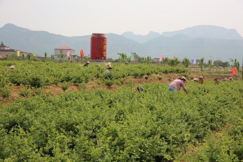 平邑县举办第十一届中国金银花产业发展网络峰会暨2020首届平邑金银花