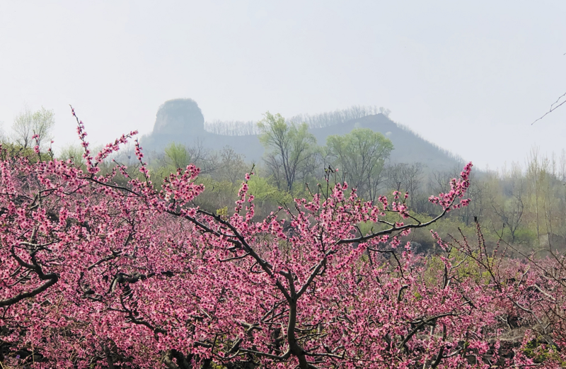 "多彩临沂正当红"暨2021中国·蒙阴岱崮地貌第十六届桃花文化旅游节在