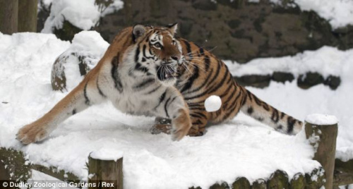 老虎雪地嬉戏咧嘴直身猛扑空中雪球