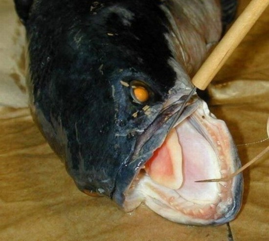 揭秘地球上10种最恐惧丑恶的鱼类