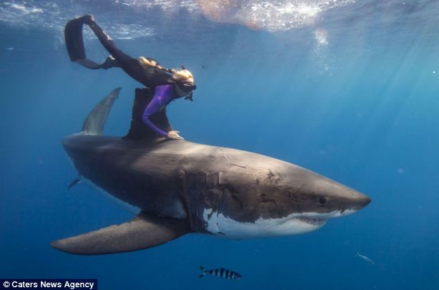 美国27岁美艳女子骑鲨鱼同游共舞【图】