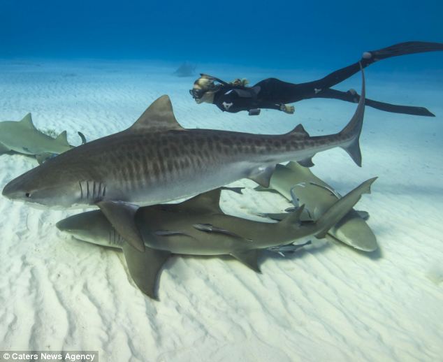 美国27岁美艳女子骑鲨鱼同游共舞【图】