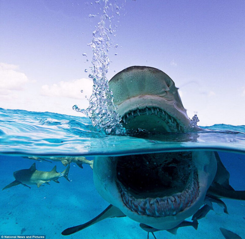 墨西哥摄影师近拍丑陋鲨鱼惊人扑食瞬间图