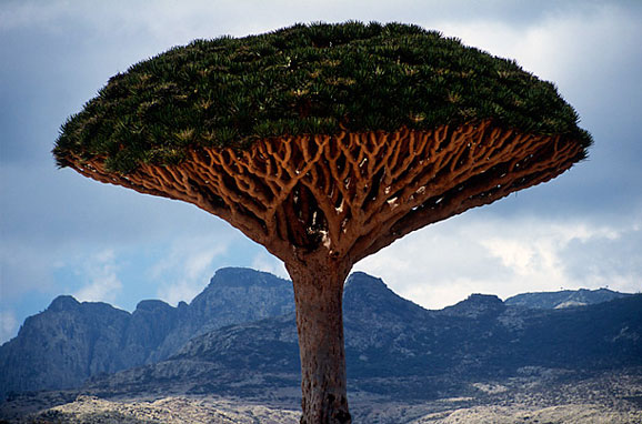 异域之美沙漠玫瑰也门索科特拉小岛