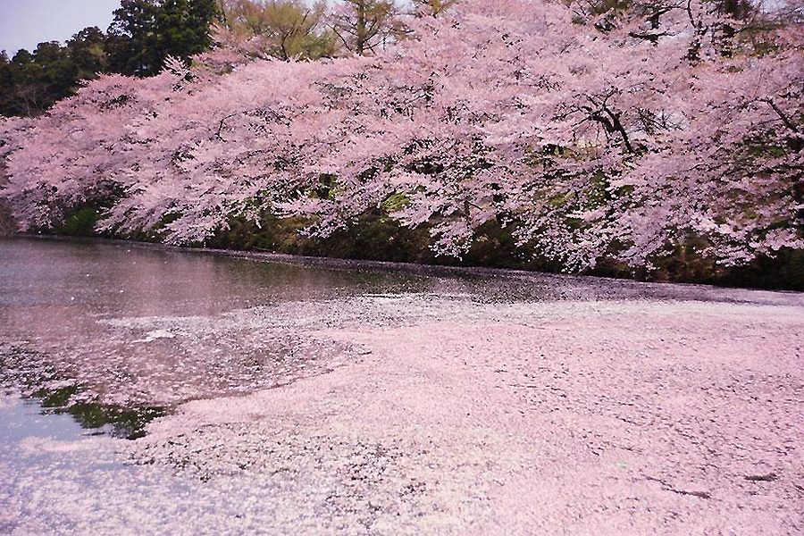 探尋全球最美櫻花祭生時絢爛圖