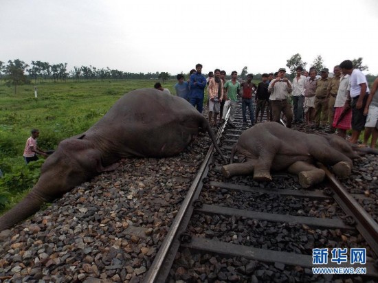 当日,一辆快速客运列车在印度西孟加拉邦撞上象群,导致数头大象死亡.