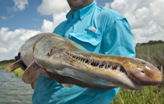 三一河,德克萨斯,美国三一河中生长着长吻的鳄雀鳝是北美体格最庞大的