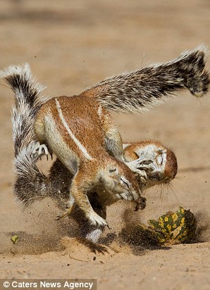 南非两松鼠为抢食西瓜比武过招组图
