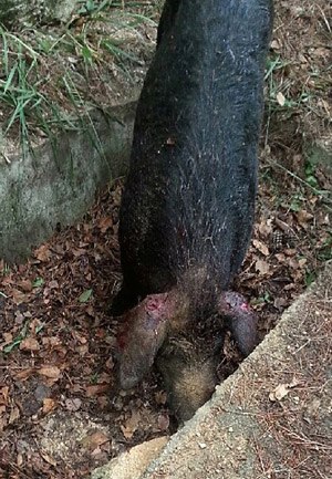 韩国蔚山一带野猪强行交配村民家猪