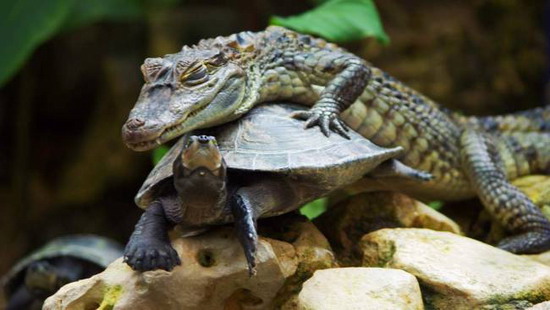 德国柏林水族馆一鳄鱼爱上乌龟图