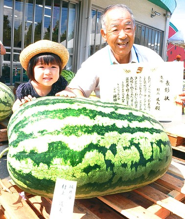 5公斤巨型西瓜成为日本西瓜王【图】
