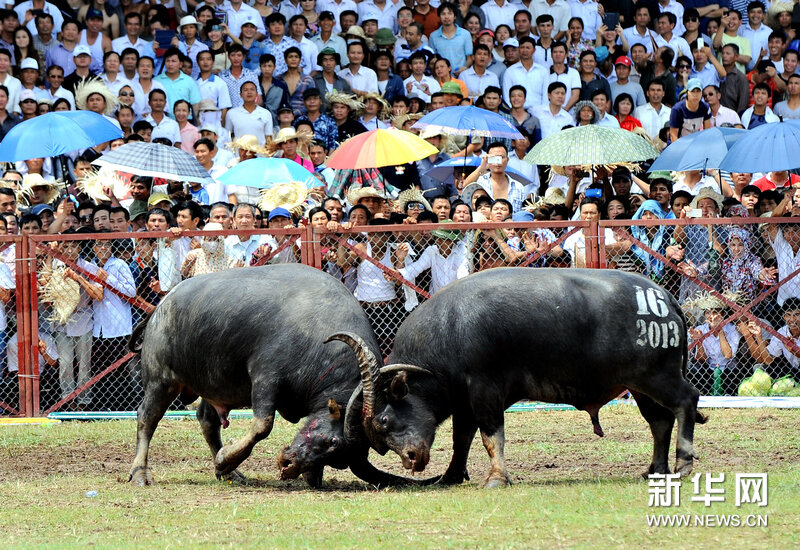 越南海防举办涂山斗牛节高清组图
