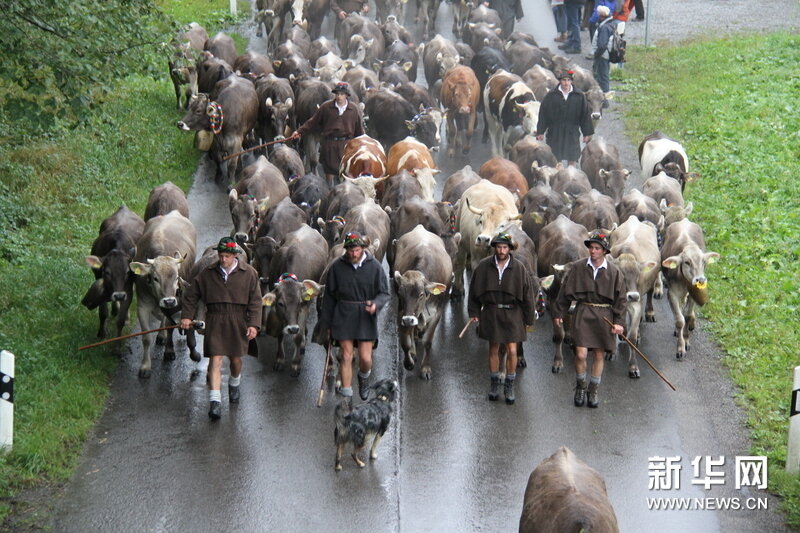 每年9月底前,德国阿尔卑斯山区30多个村镇的养牛户都要择日将夏季散养