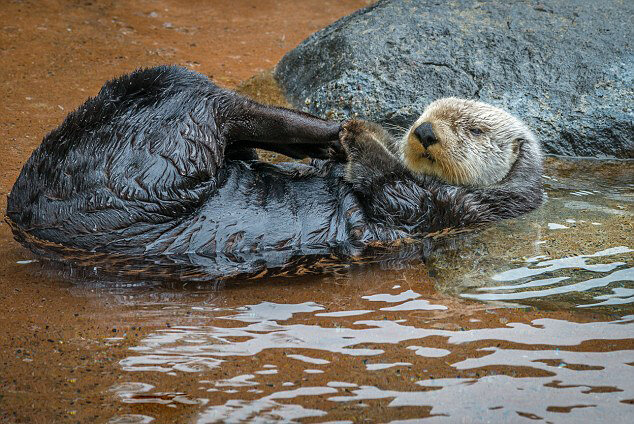 水獭夫妻水中牵手入眠大秀恩爱组图