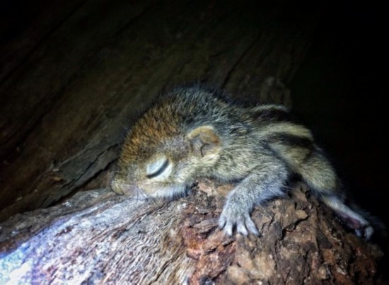 记者郭文静】英国《每日邮报》9月17日刊登了一只超萌小松鼠睡觉的