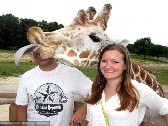 情侣动物园拍照庆生长颈鹿吐舌抢镜挡住男友