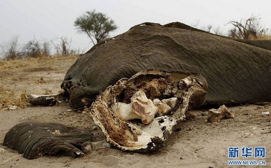 津巴布韦村民毒杀大象为讨生活单次获利500美元