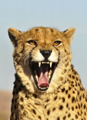 摄影师抓拍抢镜动物淡定露微笑