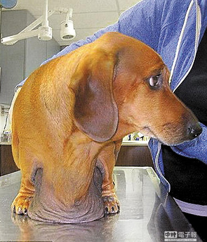 节食运动美容拉皮35公斤肥狗狠甩23公斤肉