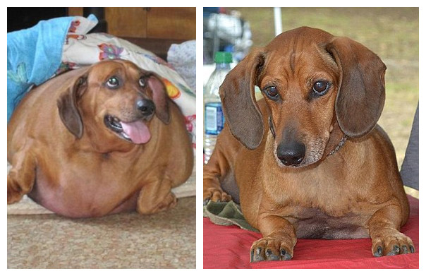 美腊肠犬减肥50斤成功瘦身组图