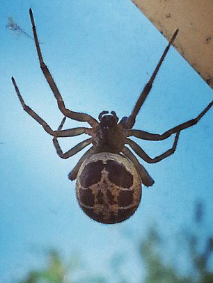 英男子被剧毒蜘蛛咬伤无法行走