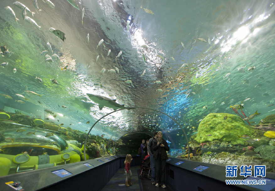 探訪加拿大最大的水族館組圖