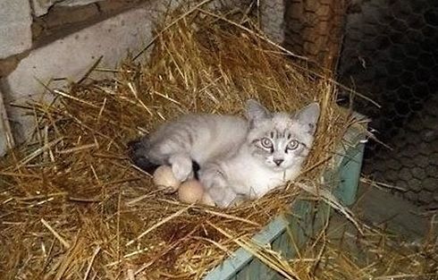 韩国小猫咪竟去孵蛋网友精神可嘉图