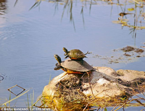 母龟驮龟宝宝学游泳画面温馨网友赞萌组图