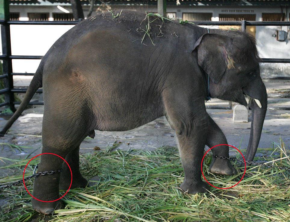 印尼一動物園被批全球最殘忍大象戴鐐銬組圖