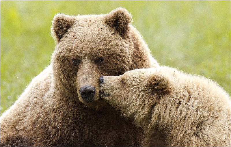 美摄影师抓拍熊宝宝吵架萌照小熊对兄弟吐舌头